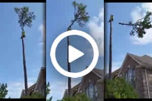 Tree Removal